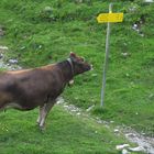 Tag 13- auf dem Weg zur Alm