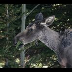 Tag 4-8: Auf dem Weg zum Yellowstone "Baby-Elch"