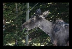 Tag 4-8: Auf dem Weg zum Yellowstone "Baby-Elch"