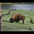 Tag 4-8: Auf dem Weg zum Yellowstone "Buffallo"