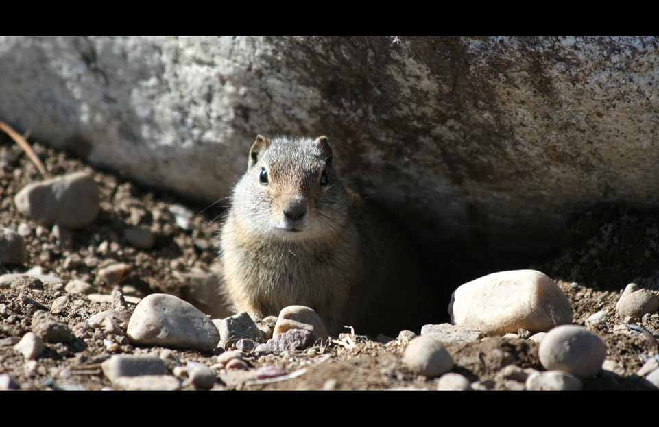 Tag 4-8: Auf dem Weg zum Yellowstone "Squirrel"