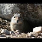 Tag 4-8: Auf dem Weg zum Yellowstone "Squirrel"