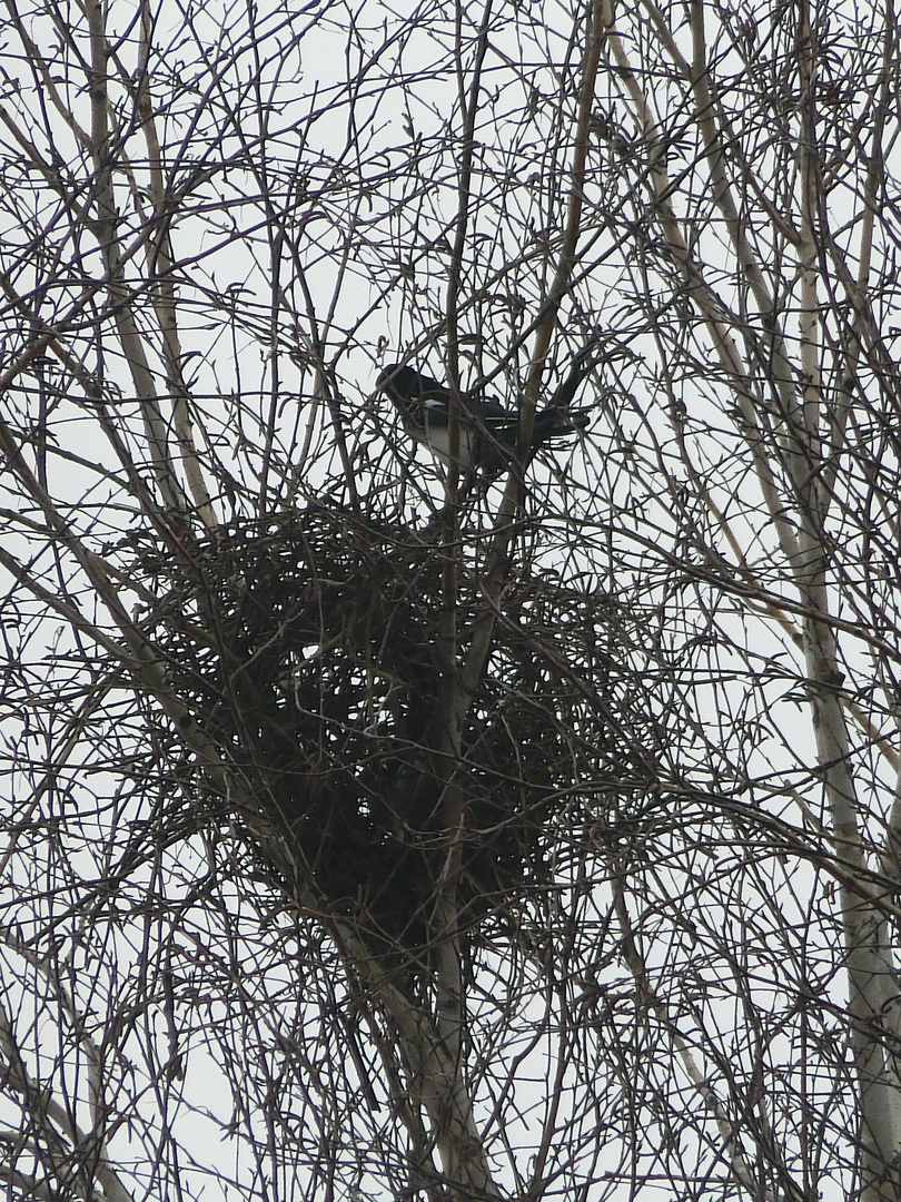 Tag 4 des Nestbaues