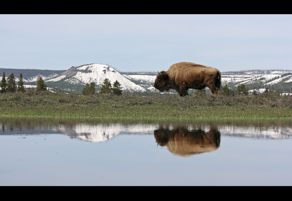 Tag 9: Unterwegs im Yellowstone N.P. "Lonely Buffallo"