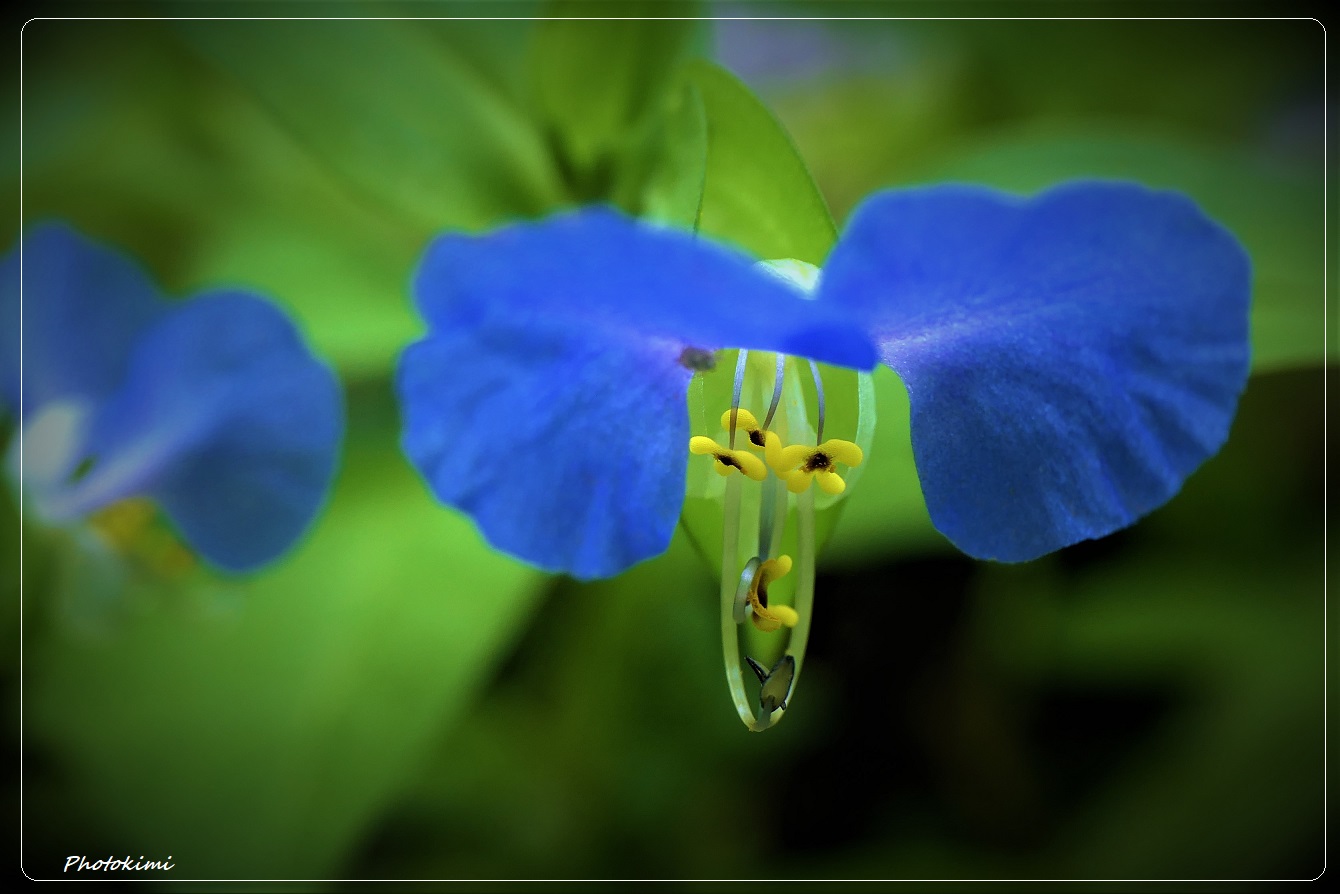 Tag Blume (Commelina communis)