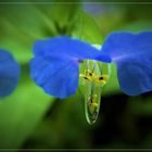 Tag Blume (Commelina communis)