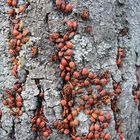 Tag der Feuerwanzen (Pyrrhocoris apterus)  - Massenversammlung