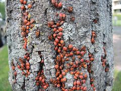 Tag der Feuerwanzen (Pyrrhocoris apterus)  - Massenversammlung