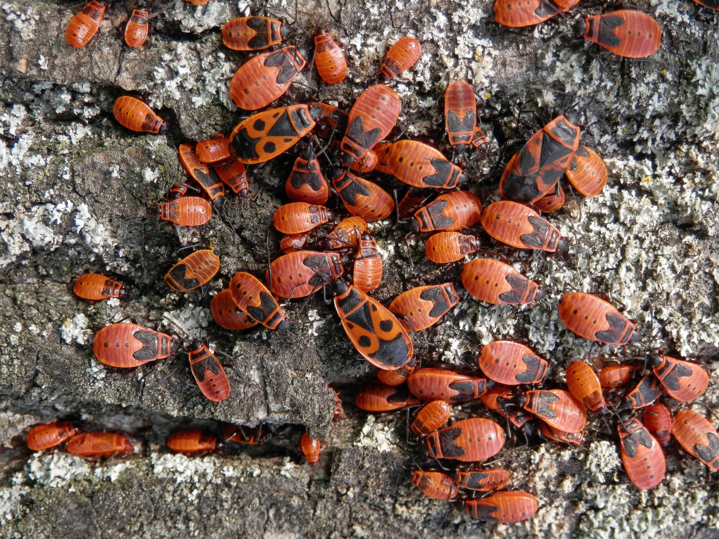 Tag der Feuerwanzen (Pyrrhocoris apterus) - Massenversammlung