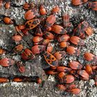 Tag der Feuerwanzen (Pyrrhocoris apterus) - Massenversammlung