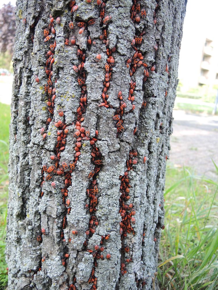 Tag der Feuerwanzen (Pyrrhocoris apterus)  - Massenversammlung