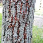 Tag der Feuerwanzen (Pyrrhocoris apterus)  - Massenversammlung