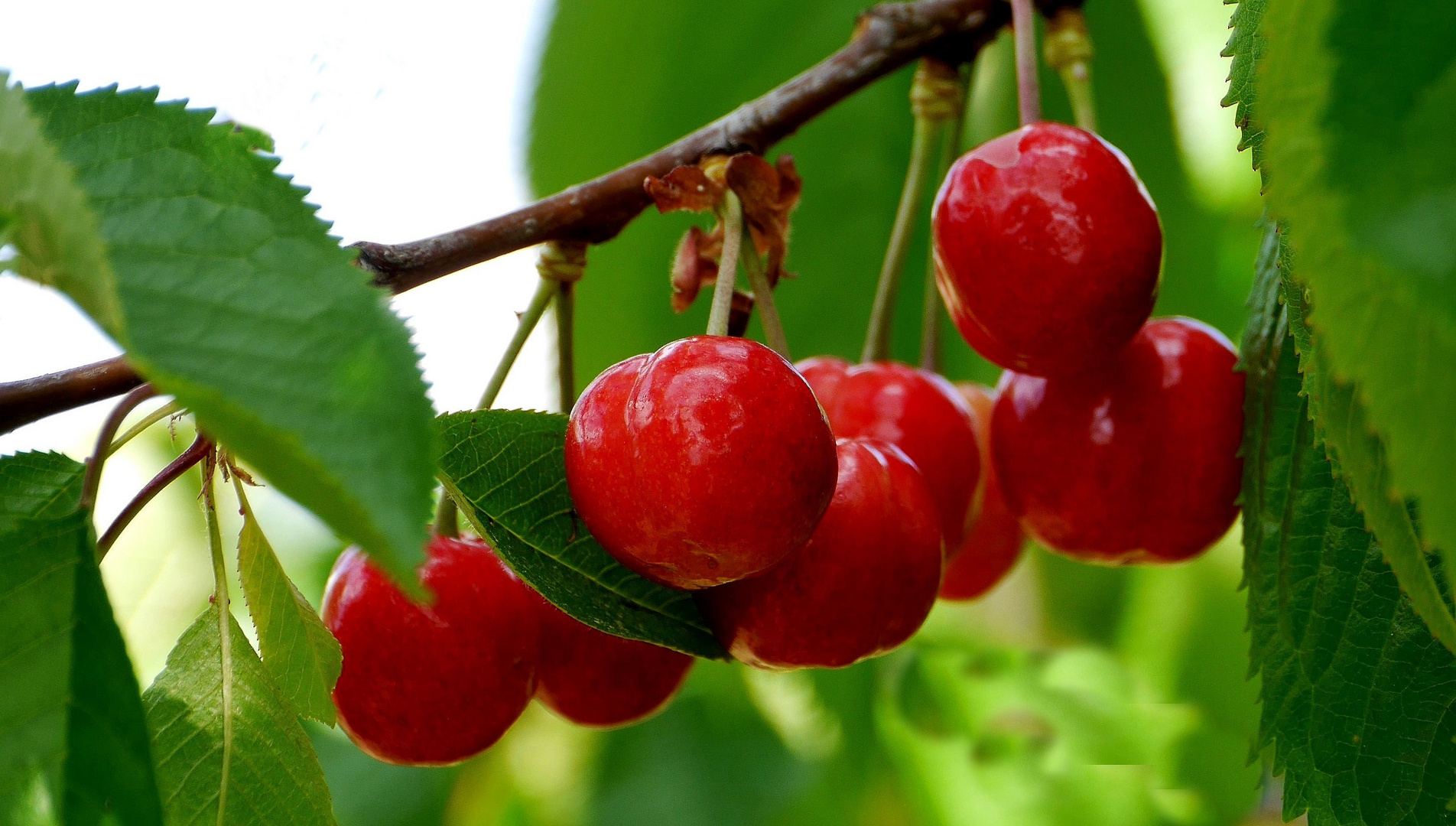 Tag der gesunden Ernährung ist heute