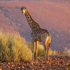 Tag der Giraffe (im Morgenlicht)