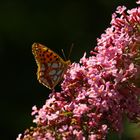 Tag der Insektenzählung