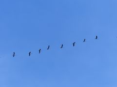 Tag der Kraniche am 27.10.2022