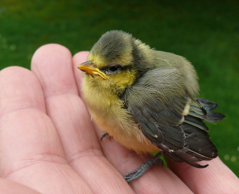 Tag der Nestflüchter / Die Kleine brauchte noch eine kleine Hilfestellung.