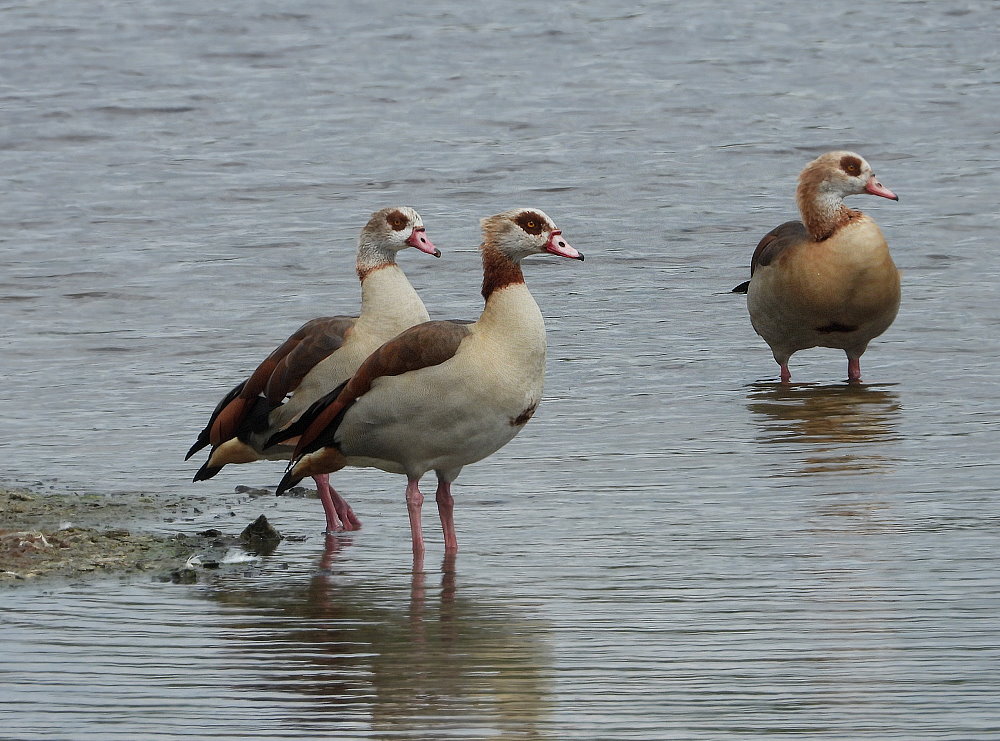 Tag der Nilgänse