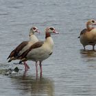 Tag der Nilgänse