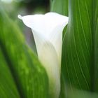 Tag der offene Gartenpforte in Mönchengladbach