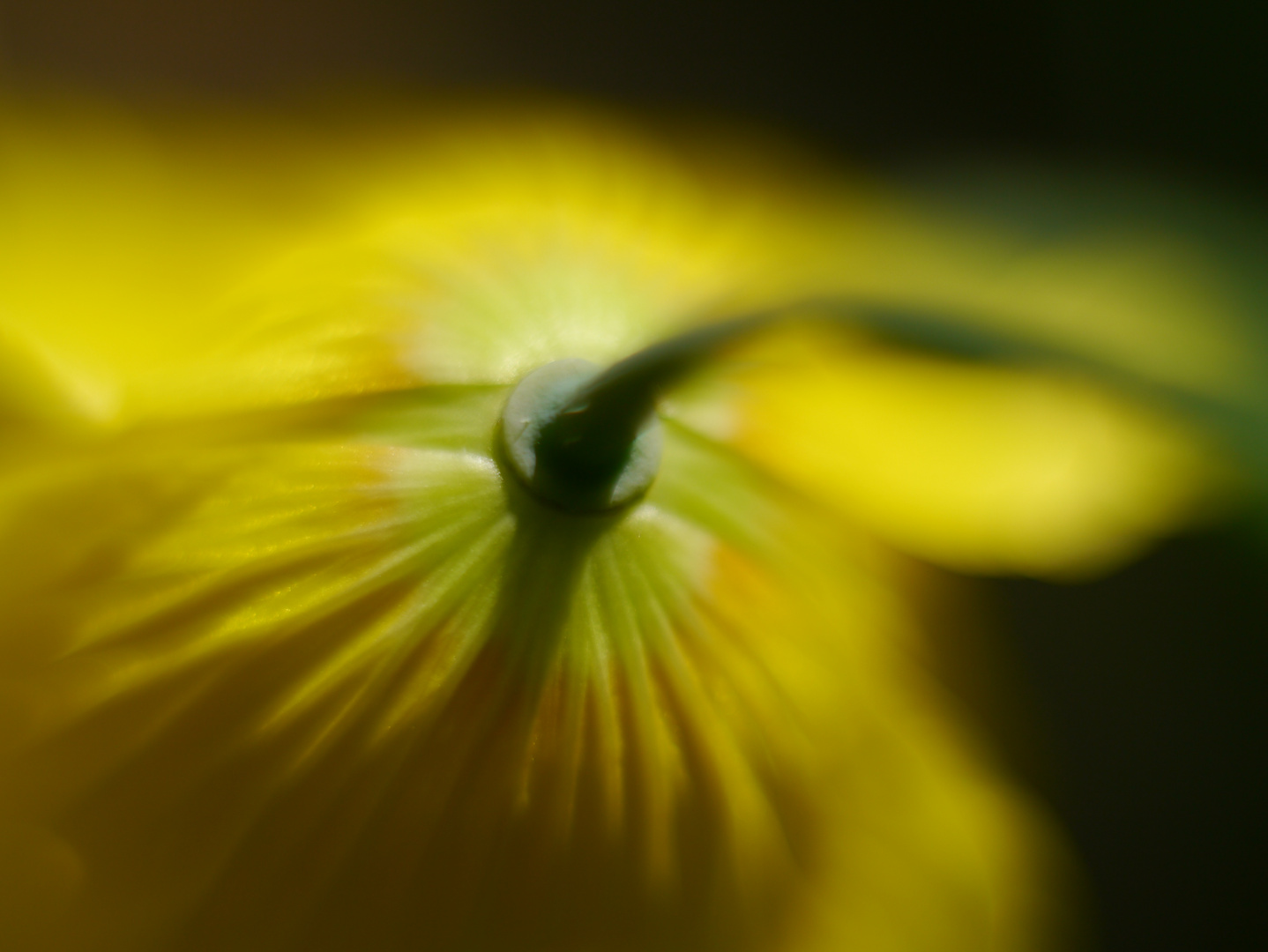 Tag der Offenen Blende - Mohn von hinten