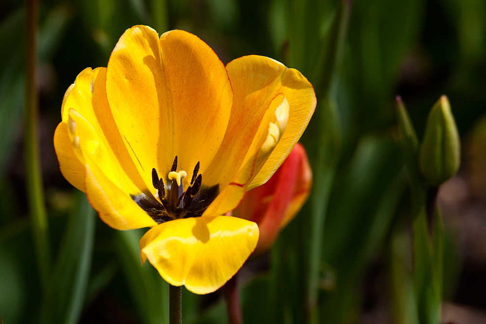 Tag der offenen Blüte