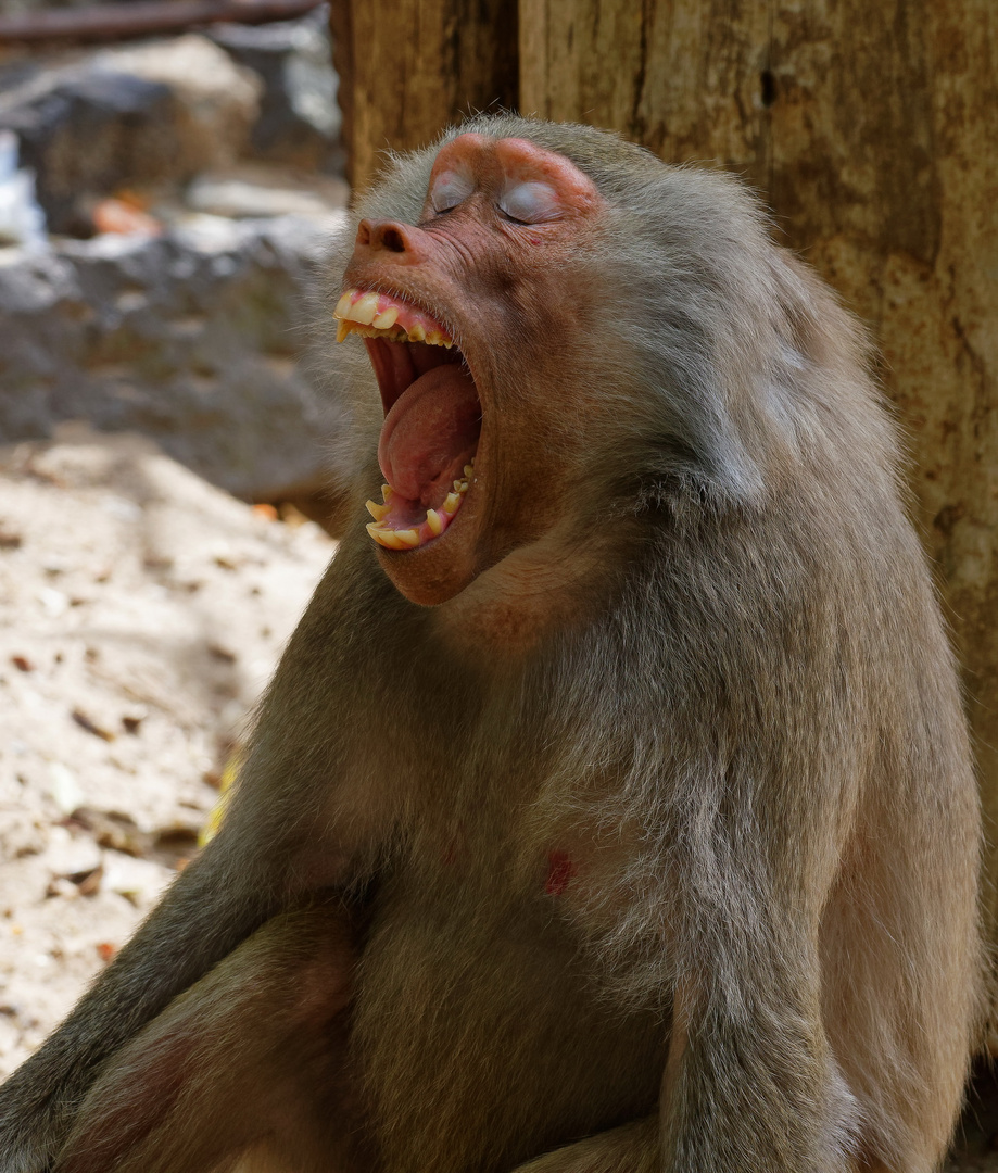 Tag der offenen Tür im Zoo, das ich nicht lache...