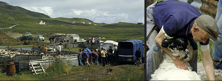 Tag der Schafschur, Isle of Skye - Inner Hebrides, Scotland