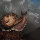 Tag der Weinbergschnecke