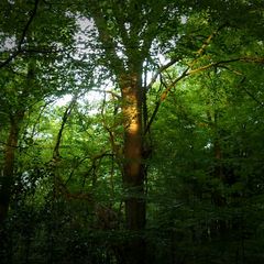 Wald, Bäume