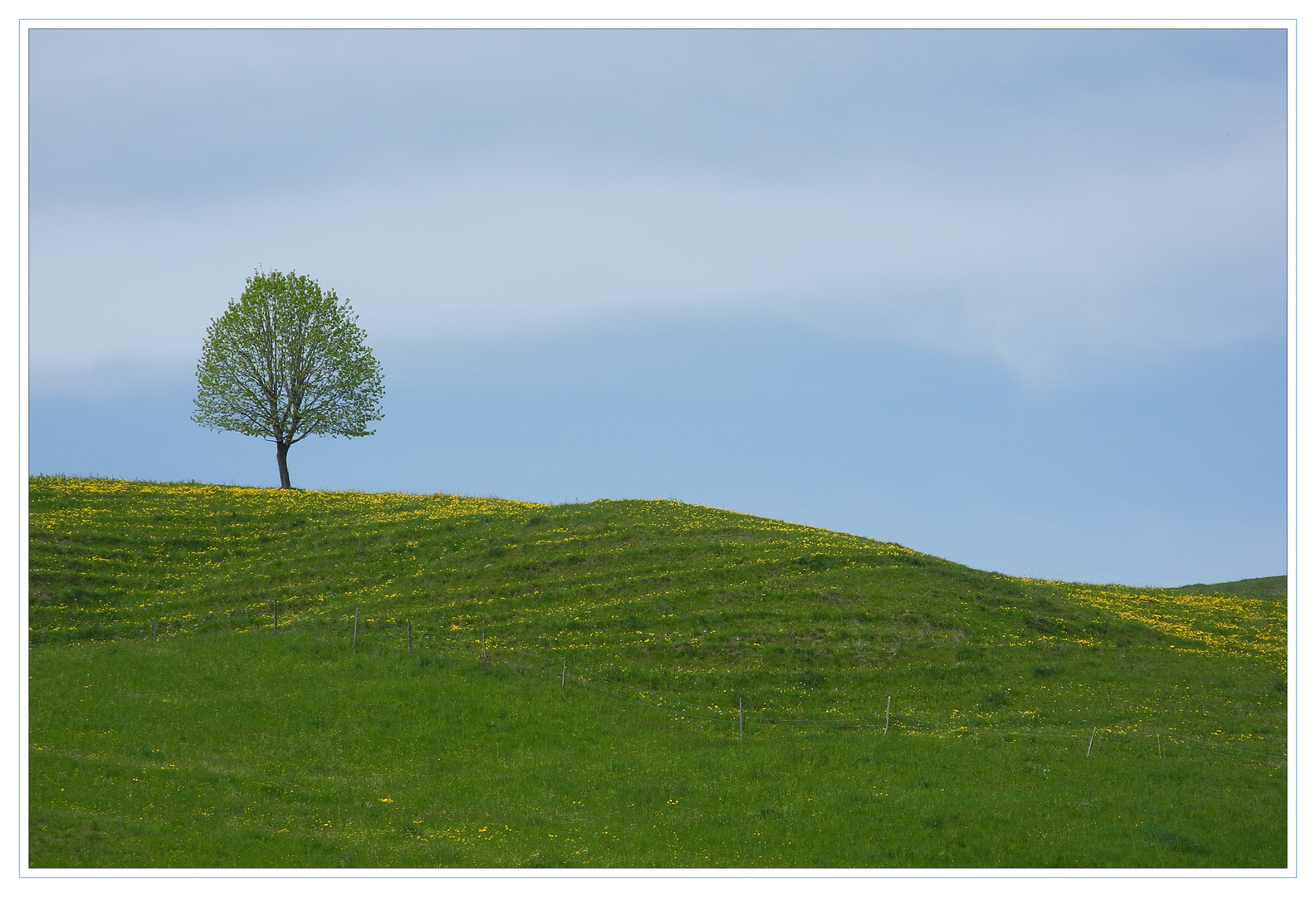 Tag des Baumes.