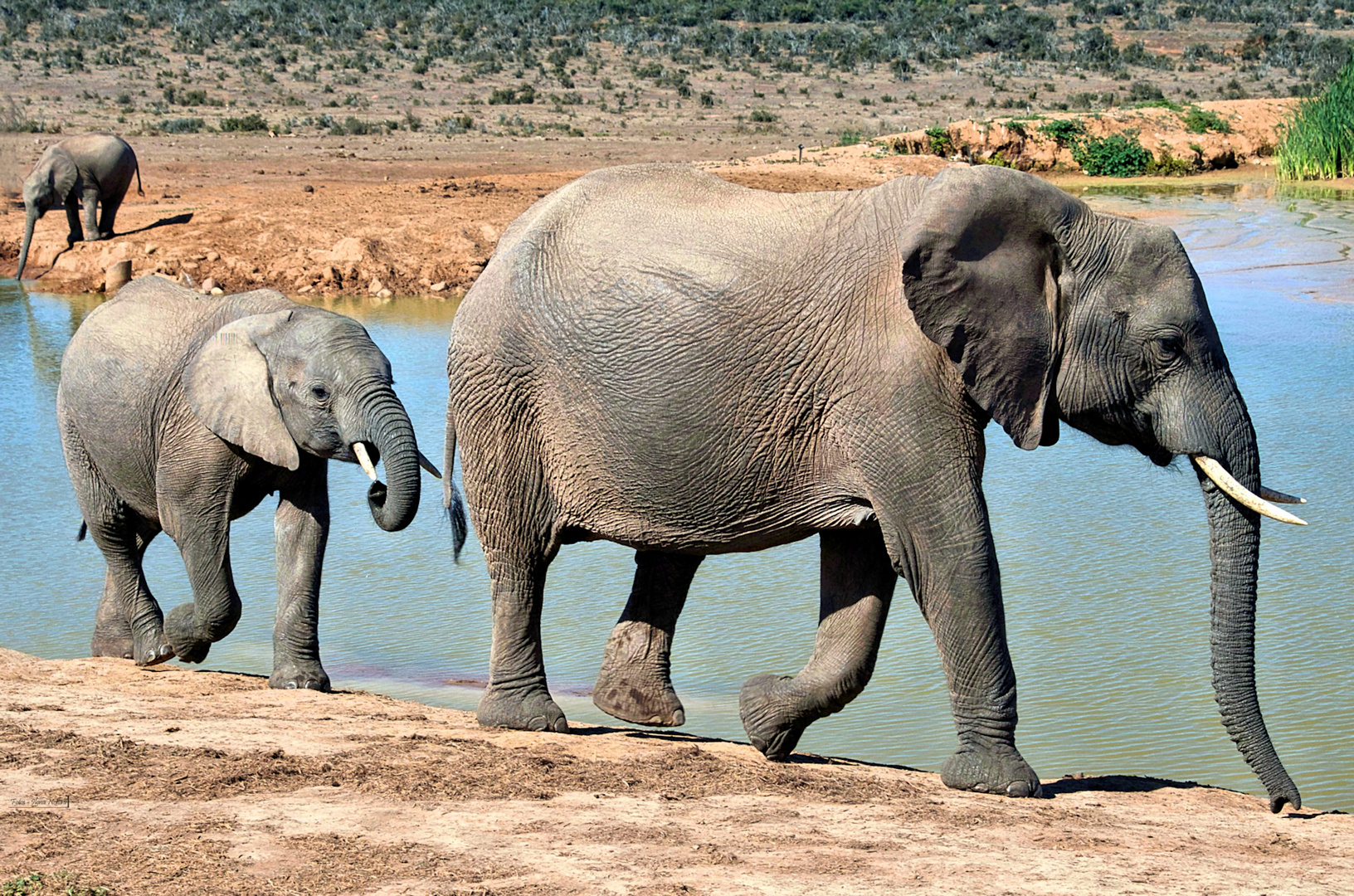 Tag des Elefanten 