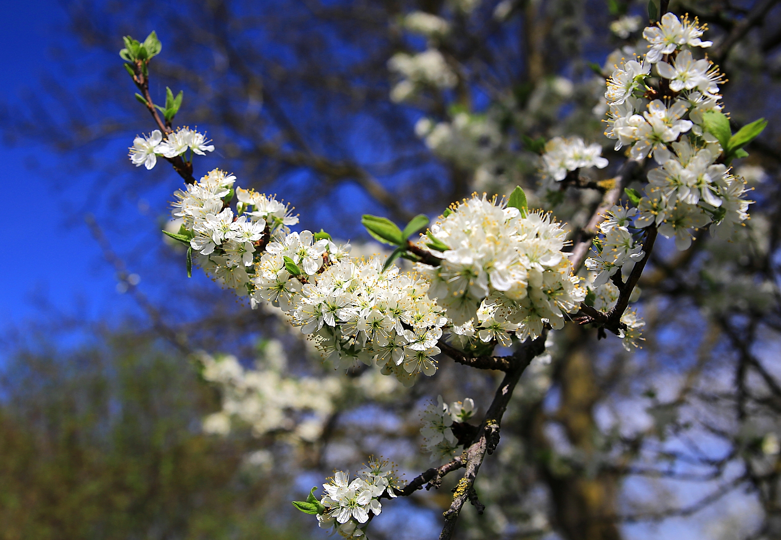 Tag des Glücks und gleichzeitig Frühlingsbeginn