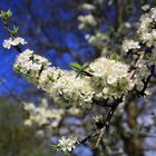 Tag des Glücks und gleichzeitig Frühlingsbeginn