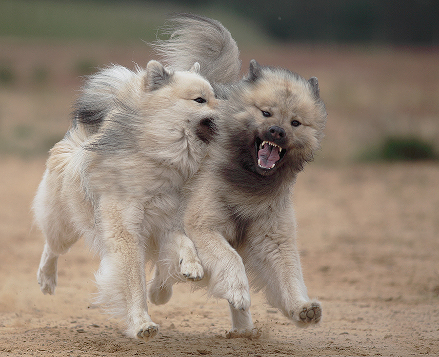 Tag des Hundes