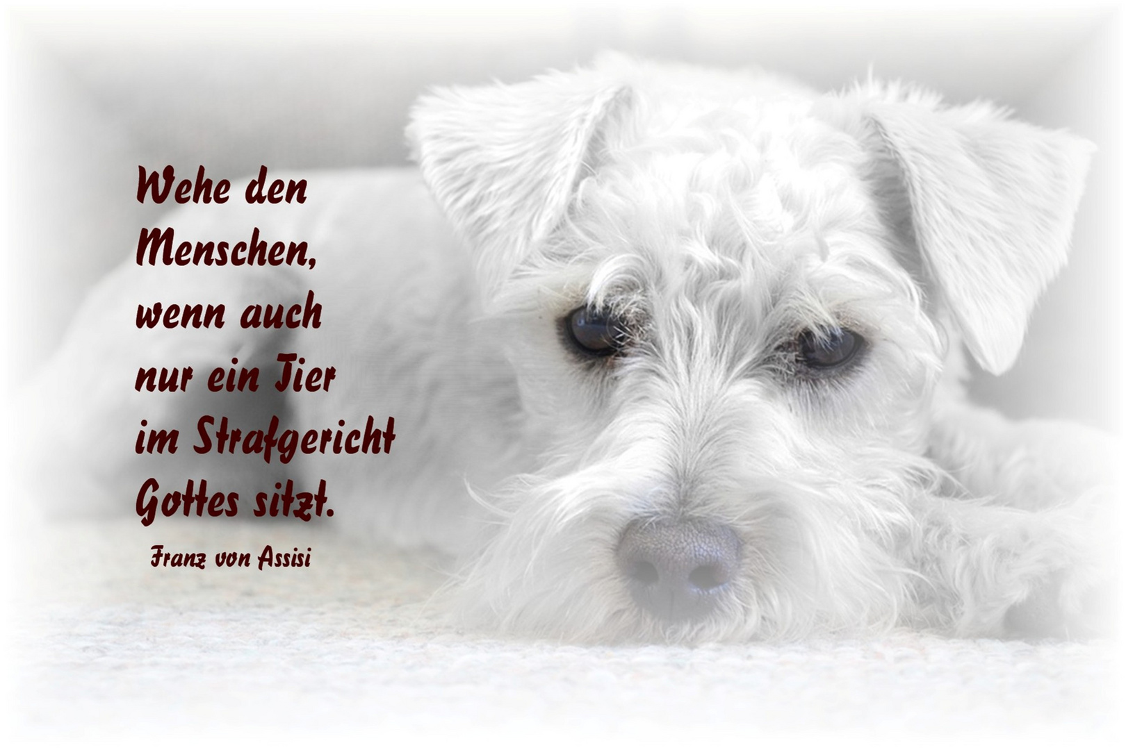 Tag des Hundes