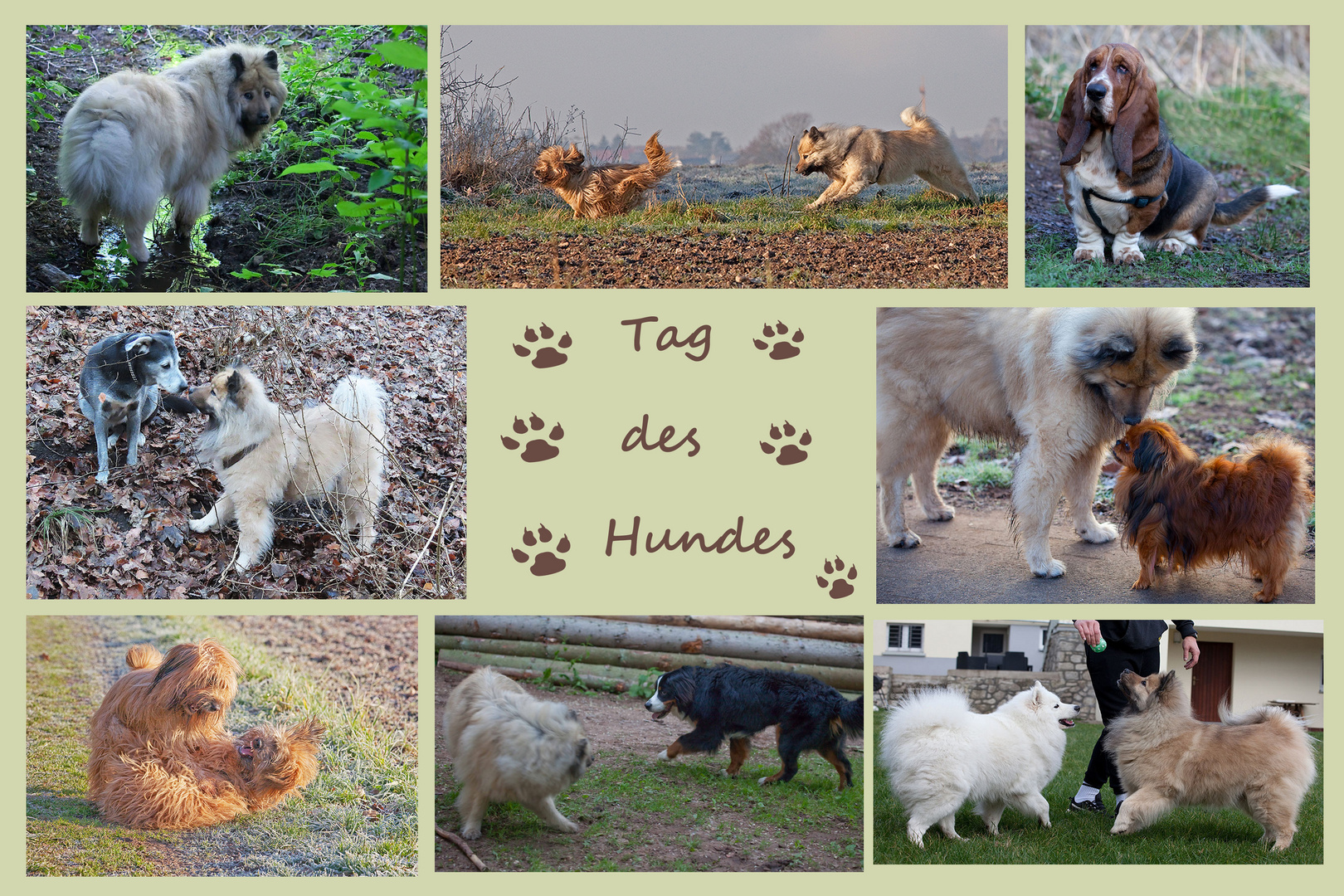 Tag des Hundes