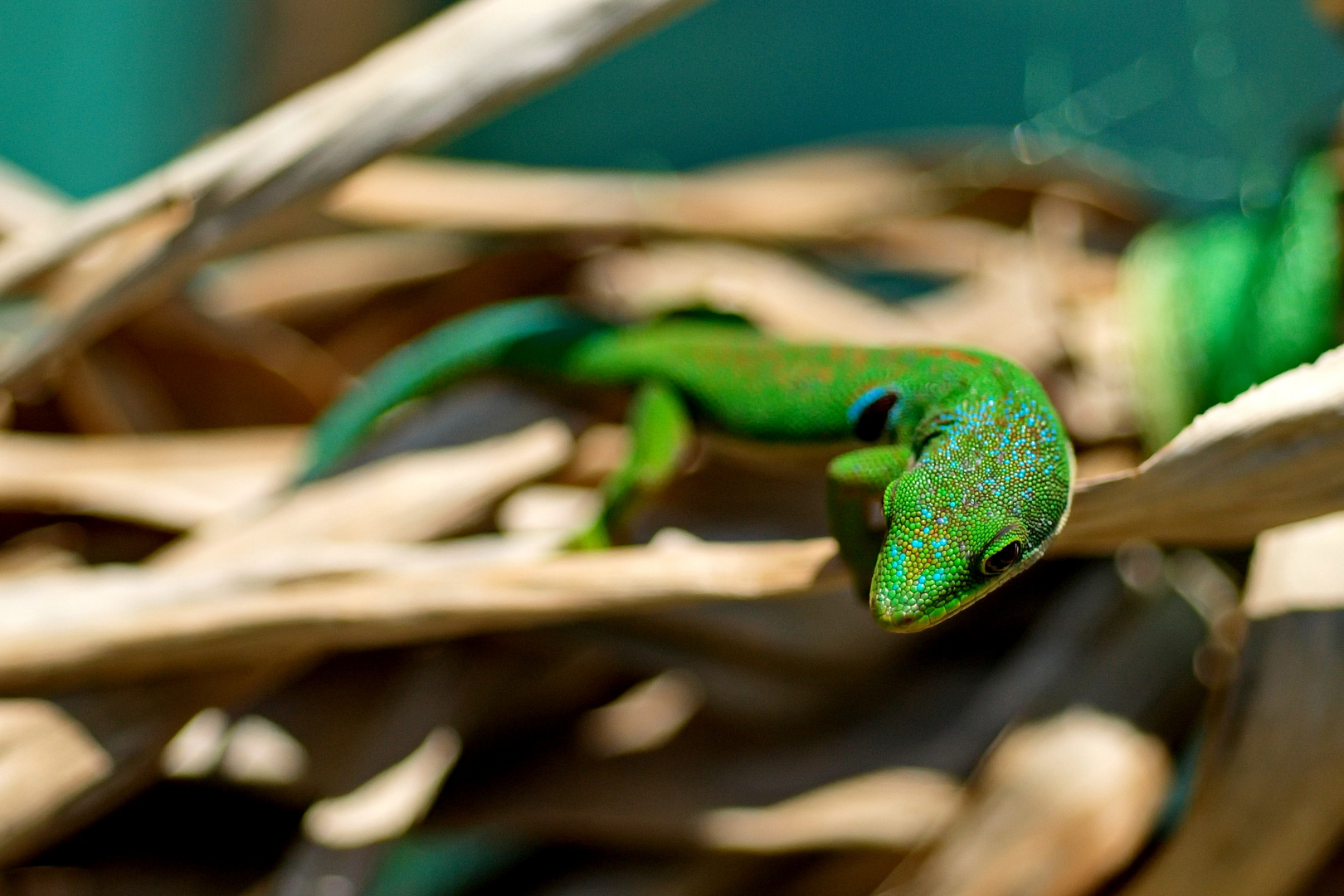 Tag-Gecko