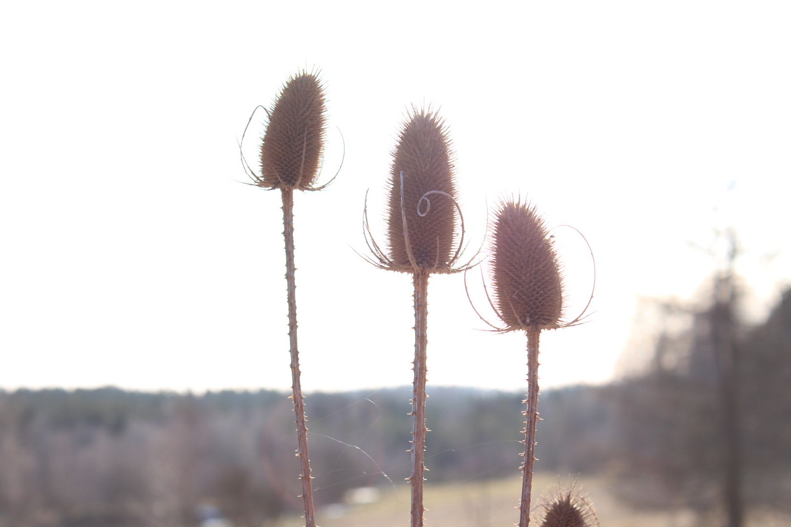 ... Tag im Wald