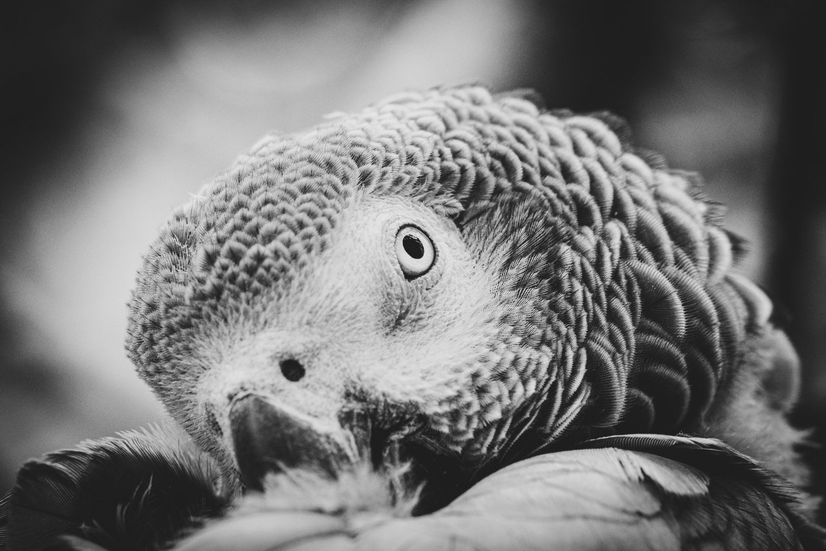 Tag im Zoo - Heute: Graupapageie