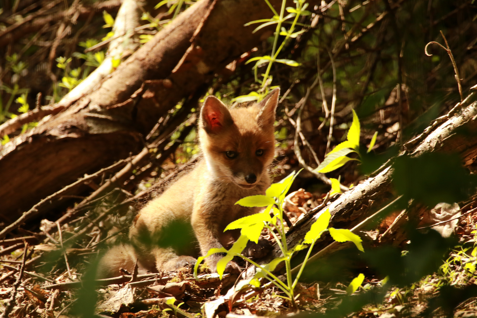 Tag mein Name ist Fuchs Junior!