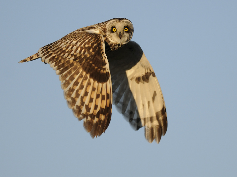 Tagaktive Sumpfohreule Foto & Bild | tiere, wildlife, wild lebende vögel Bilder auf fotocommunity