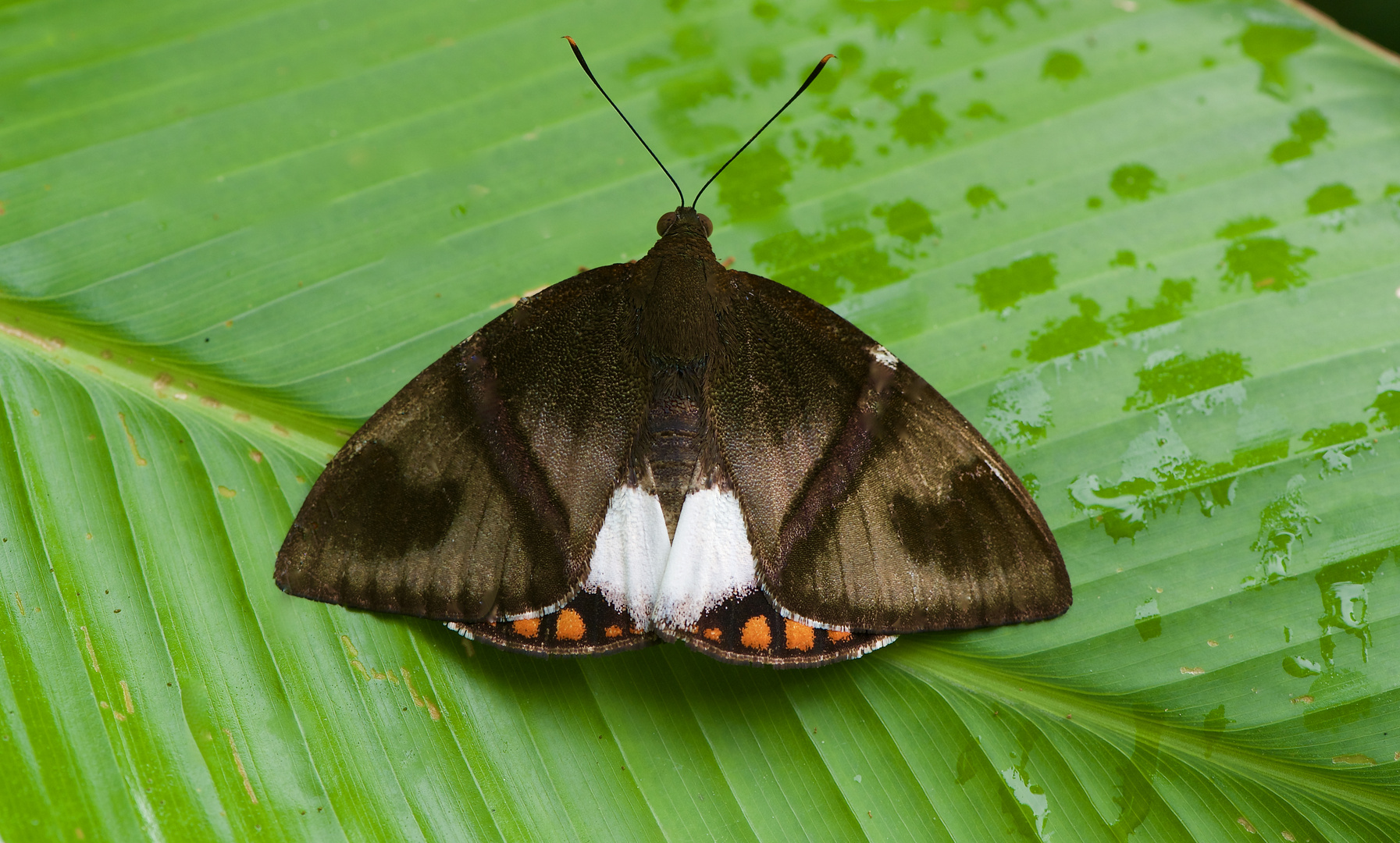 Tagaktiver Nachtfalter aus dem Tropischen Regenwald von Ecuador