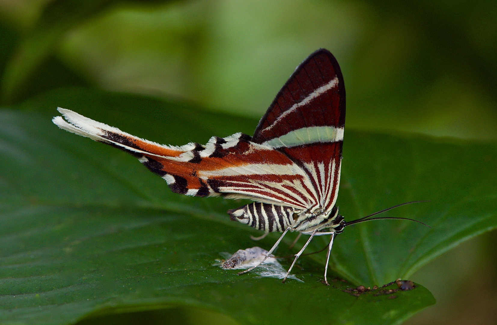 Tagaktiver Nachtfalter aus dem Tropischer Regenwald von Ecuador