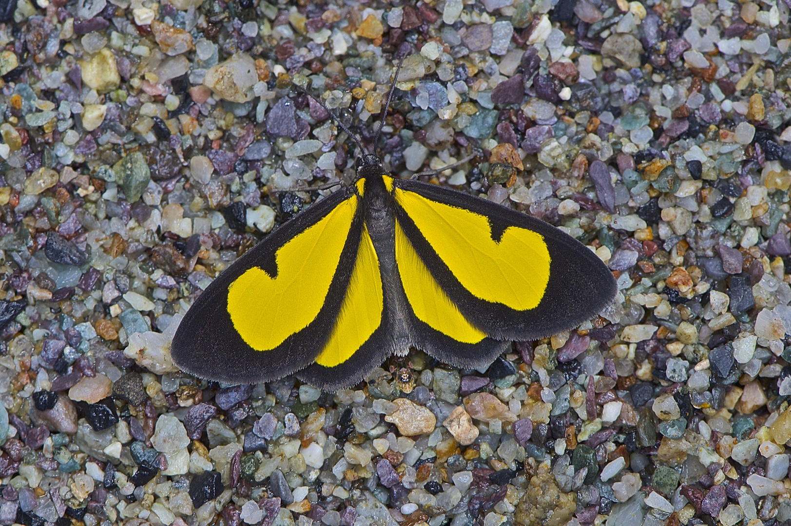 Tagaktiver Nachtfalter,Sterrhinae sp.aus dem Bergregenwald von Peru