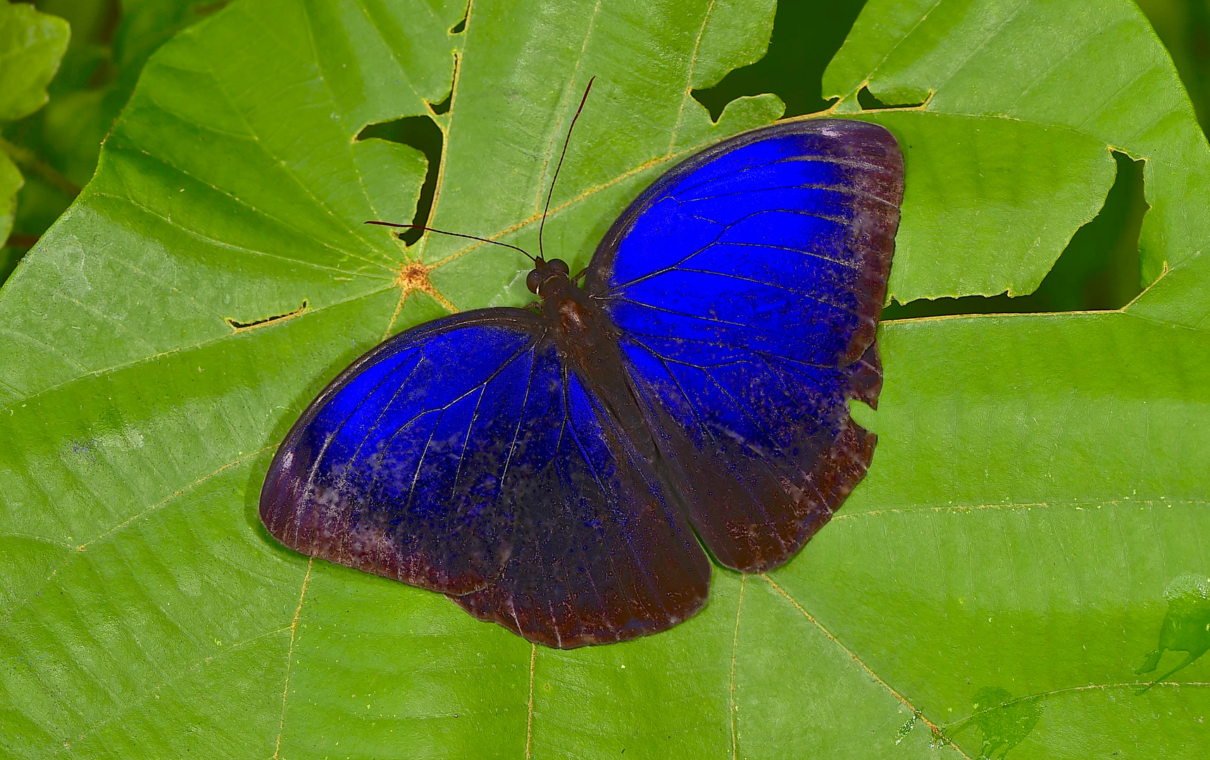 Tagalter aus dem Tropischen Regenwald von Borneo