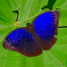 Tagalter aus dem Tropischen Regenwald von Borneo