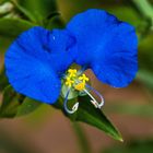 Tagblume (Commelina communis) 