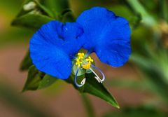 Tagblume (Commelina communis) 