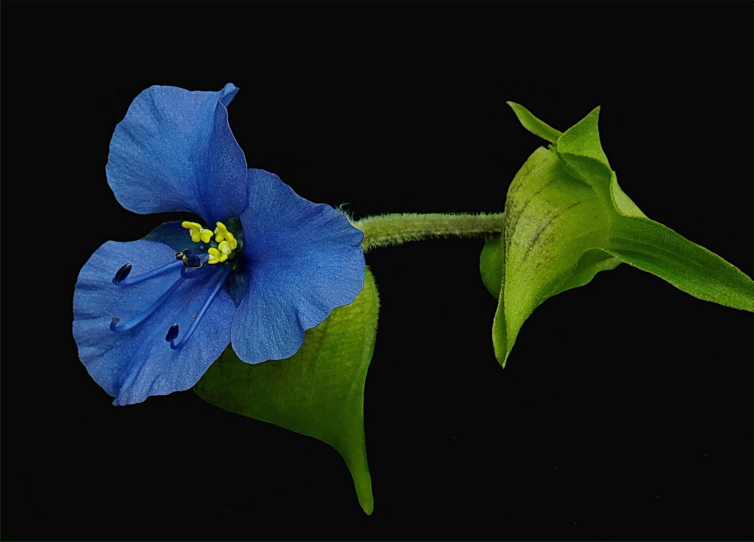 TAGBLUME (Commelina)